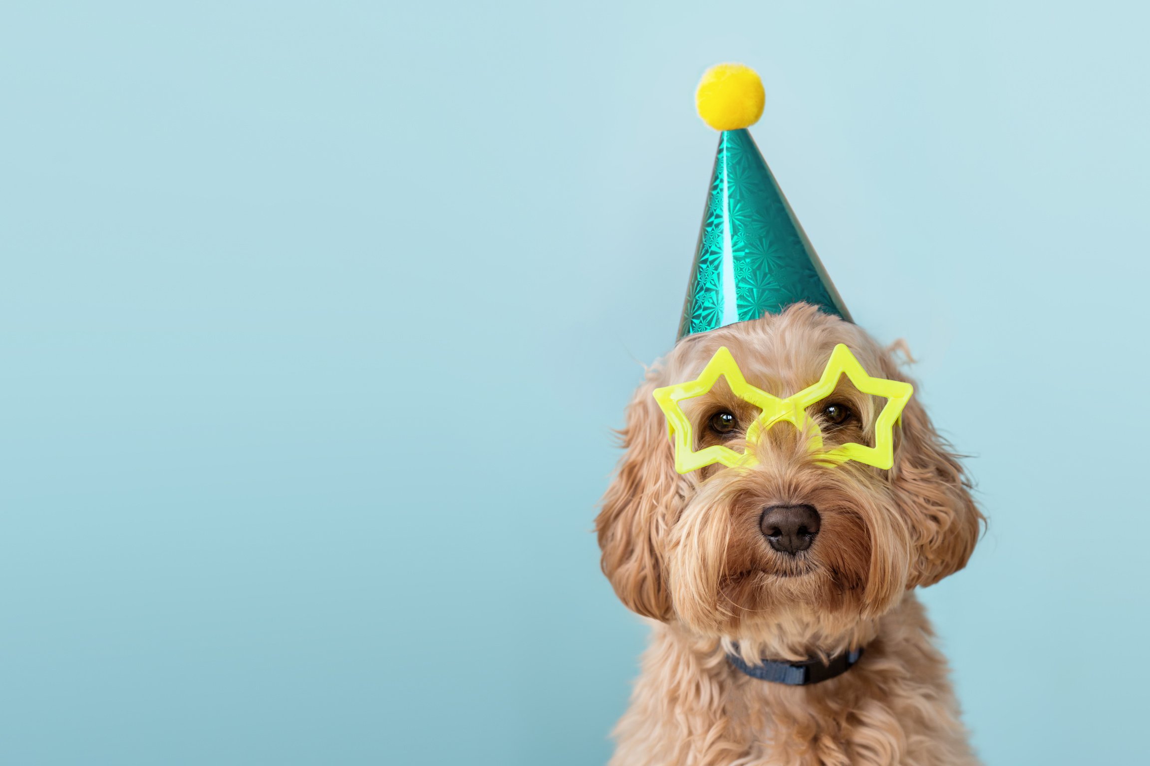 Dog with Star Eyeglasses and Party Hat on Blue Background