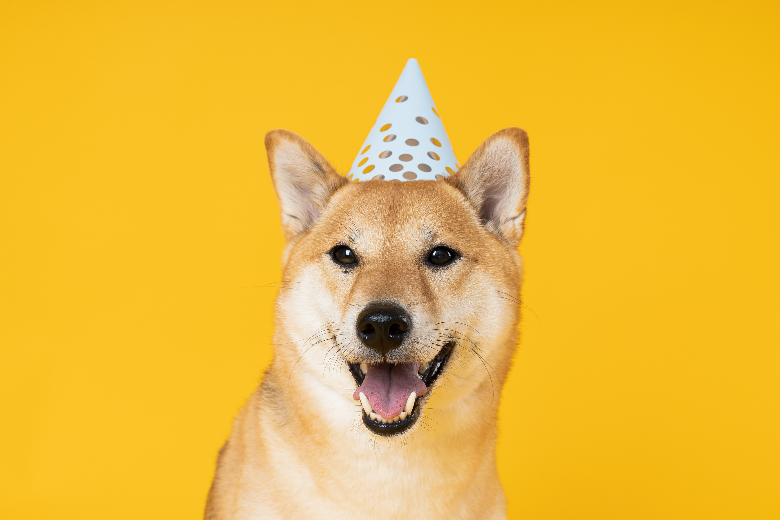 Shiba Inu dog on yellow background, Dog Birthday